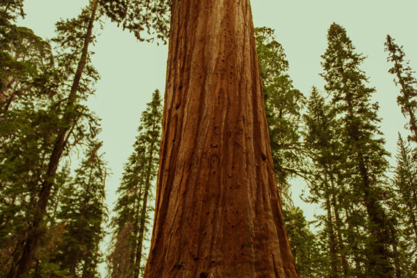 sequoia-367