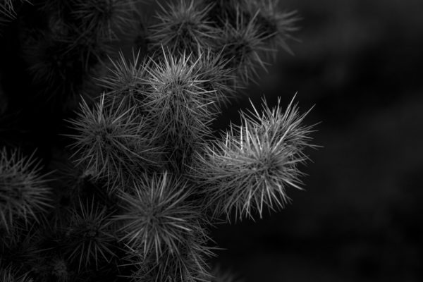 joshuatree-193