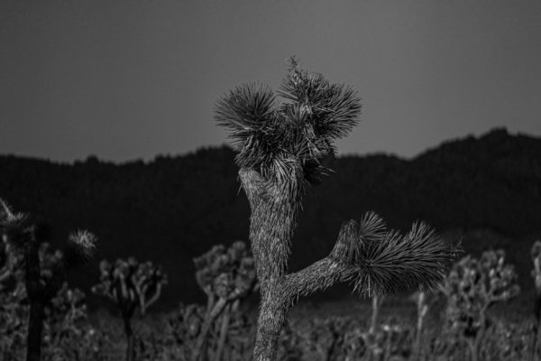 joshuatree-229