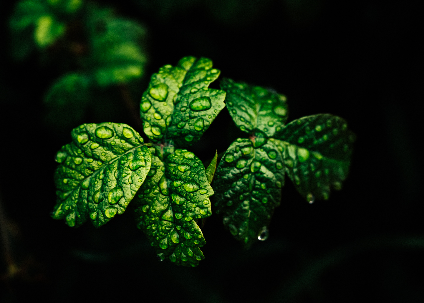 Macro Photography on the trail to Eaton Canyon Falls